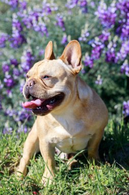 Heavy breathing French Bulldog hiking in the park in springtime in Northern California. Cute young Frenchie male taking a break from a hike in Northern California. clipart