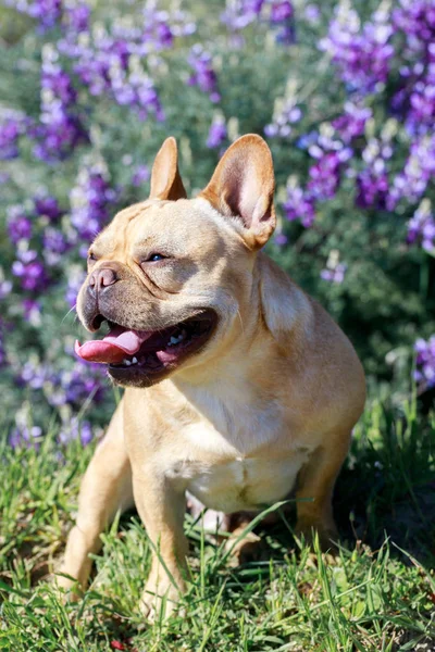 Heavy breathing French Bulldog hiking in the park in springtime in Northern California. Cute young Frenchie male taking a break from a hike in Northern California.