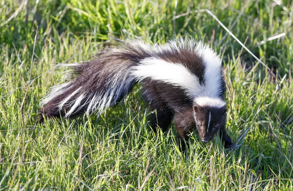 Skunk Listrado Mefitis Mephitis Alerta Condado Santa Clara Califórnia Eua — Fotografia de Stock