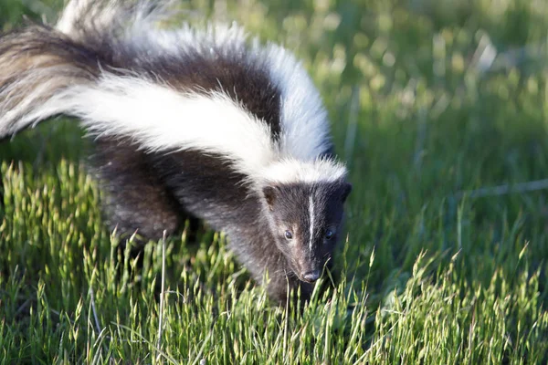 Çizgili kokarca (Mephitis mephitis) uyarı. Santa Clara County, Kaliforniya, ABD.