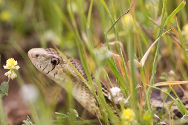Pasifik Gopher çimenlerde gizleme yılanı (Pituophis catenifer catenifer). San Mateo County, Kaliforniya, ABD.