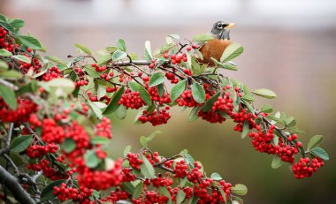 Amerikan Robin (Turdus migratorius) kırmızı berry benzeri meyve Toyon çalı beslenir. Santa Clara County, Kaliforniya, ABD.