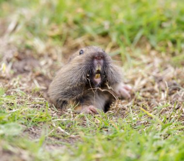 Vadisi cep yuva ortaya çıkan Gopher (Thomomys bottae). San Francisco, Kaliforniya, ABD.