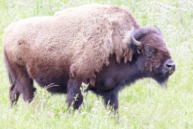 Amerikan bizonu (Buffalo) inek otlatma. Bizon Paddock, Golden Gate Park, San Francisco, Kaliforniya, ABD.