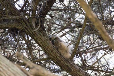 Kıyı Büyük Boynuzlu Baykuş Civciv. Golden Gate Park, San Francisco, Kaliforniya, Amerika Birleşik Devletleri.