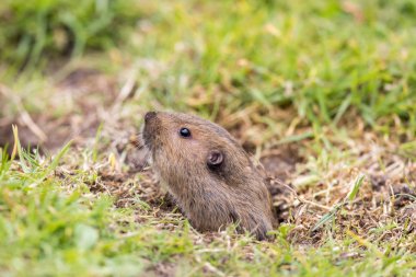 Vadisi cep yuva ortaya çıkan Gopher (Thomomys bottae). San Francisco, Kaliforniya, ABD.