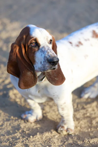 Basset tazı köpek kadın yakın çekim. Uzakta-kira kontratı köpek park California.