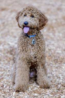 Golden Doodle köpek yavrusu dişi. Kuzey Kaliforniya 'da tasmasız köpek parkı.