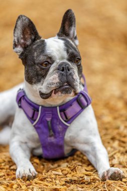 Fransız Bulldog ve Boston Terrier kadın. Kuzey Kaliforniya 'da tasmasız köpek parkı.