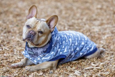 Fransız sıcak ve soğuk tutuyor. Kuzey Kaliforniya 'da tasmasız köpek parkı.