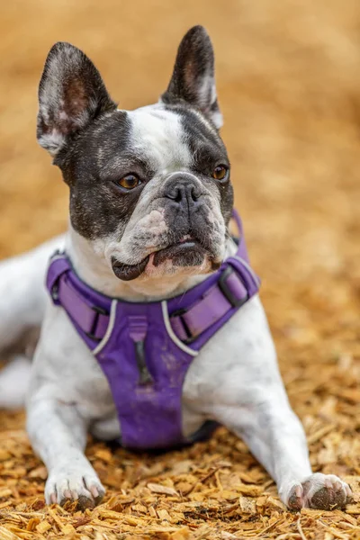 Bulldog Francez Boston Terrier Femeie Parcul Câini Leash Din California — Fotografie, imagine de stoc