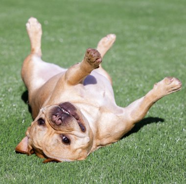 French Bulldog rolling over and goofing off. Backyard in Northern California. clipart