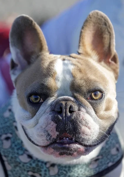 Piebald French Bulldog Head Parque Perros Sin Correa Norte California — Foto de Stock