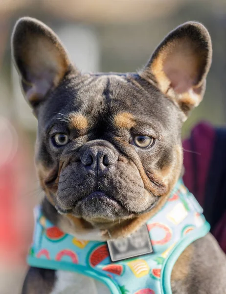 Azul Tan Bulldog Francés Primer Plano Masculino Parque Perros Sin —  Fotos de Stock