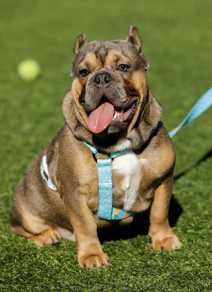 Shorty Bull Puppy Male Taking Breather Leash Dog Park Northern — Stock Photo, Image