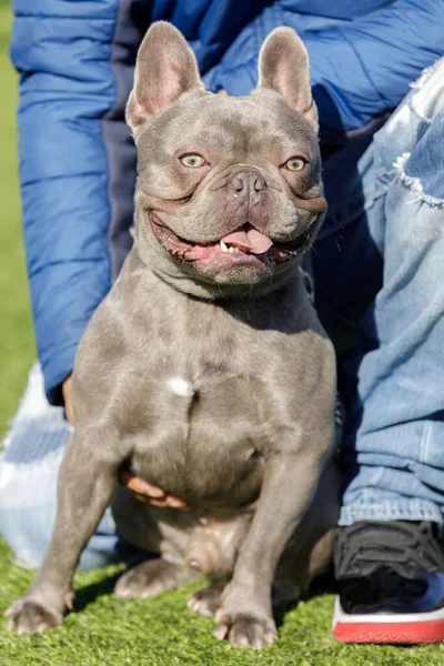 Bulldog Francés Azul Sentado Retenido Por Dueño Parque Perros Sin —  Fotos de Stock