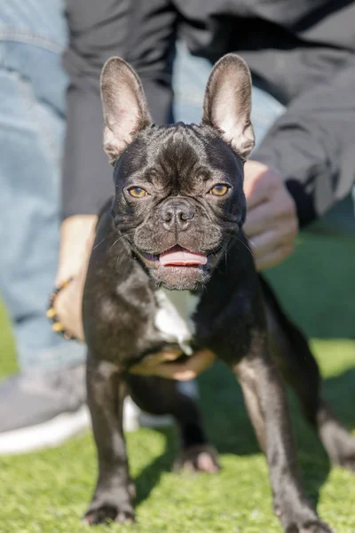 Schwarze Französische Bulldogge Sitzend Und Von Ihrem Besitzer Gehalten Hundepark — Stockfoto