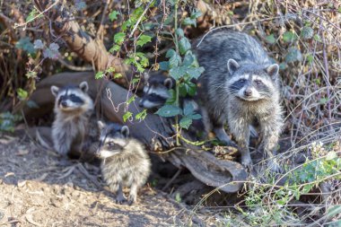 Raccoon (Procyon lotor) family out for  berries. San Bruno Mountain State Park, San Mateo County, California, USA.