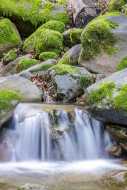 Kış yağmurlarından sonra Lower Falls akıyor. Uvas Kanyon Parkı, Santa Clara İlçesi, Kaliforniya, Usa.