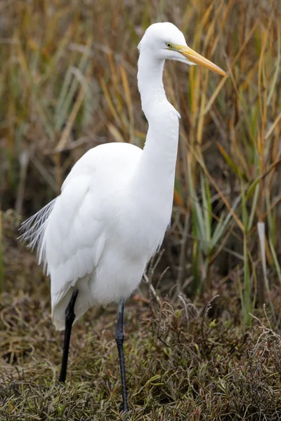 Grande Aigrette Qui Nourrit Dans Les Marais Baylands Nature Preserve — Photo