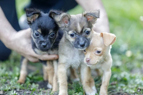 Tres Cachorros Chihuahua Juntos Parque Perros Sin Correa Norte California — Foto de Stock