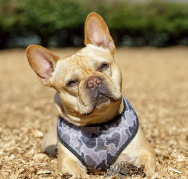 Fransız erkek kafası çam kozalağının yanında eğiliyor. Kuzey Kaliforniya 'da tasmasız köpek parkı.