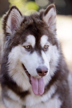 Kırmızı ve beyaz dişi yavru Alaska Malamute kafası. Kuzey Kaliforniya 'da tasmasız köpek parkı.