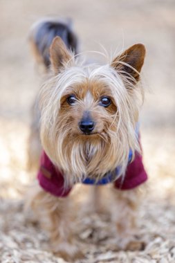 Yorkshire Teriyeri (nam-ı diğer Yorkie). Kuzey Kaliforniya 'da tasmasız köpek parkı.