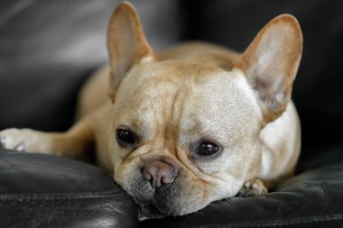 Uykucu Fransız kanepede dinleniyor. Genç Fransız Bulldog deri koltuğa uzandı. 