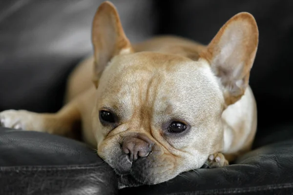 Sleepy Frenchie Descansando Sofá Joven Bulldog Francés Acostado Sofá Cuero —  Fotos de Stock
