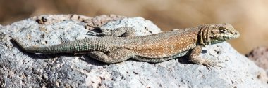 Batılı lekeli kertenkele, yetişkin erkek, güneş banyosu. Fossil Şelalesi, Inyo İlçesi, Kaliforniya, Usa.