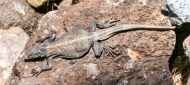 Genel Chuckwalla (Sauromalus ater) yetişkin erkek güneş banyosu. Fossil Şelalesi, Inyo İlçesi, Kaliforniya, Usa.
