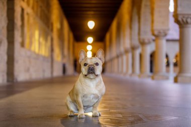 Kampüs koridorunda oturan Fransız Bulldog. Stanford Üniversitesi, Kaliforniya 'da bir manastırın önünde özenli genç Fransız.
