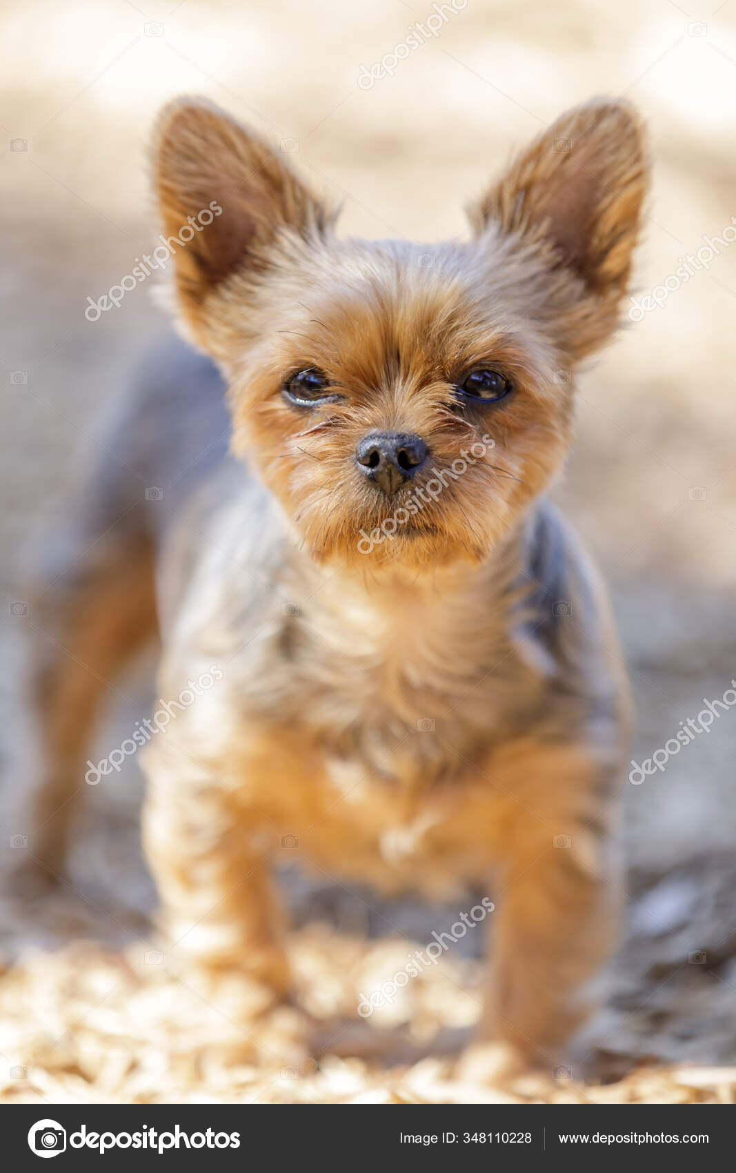 Retrato Yorkshire Terrier Femenino Años Parque Perros Sin Correa
