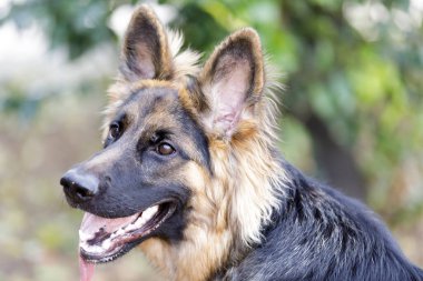 9 aylık Alman Çoban Köpeği Dişi. Kuzey Kaliforniya 'da tasmasız köpek parkı.