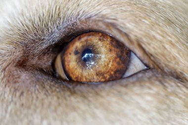 Labrador Retriever Genç Erkek Göz Kapanışı