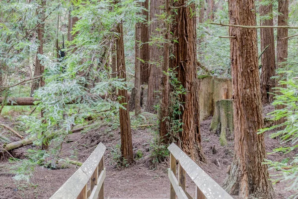 Puente Peatonal Creek Con Coast Redwoods Butano State Park Condado — Foto de Stock