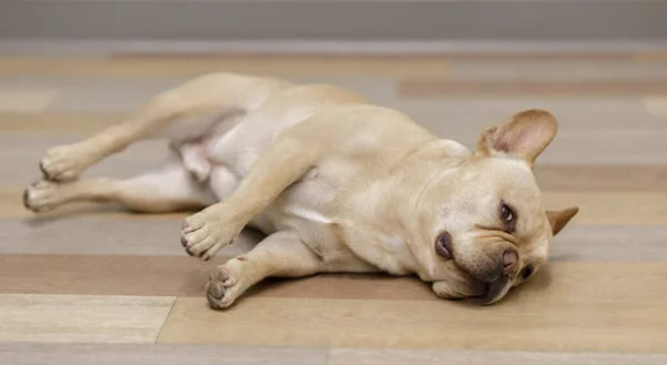 Bulldog Francés Lying Rolling Hardwood Floor Joven Frenchie Hombre Descansando — Foto de Stock