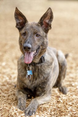 3 yaşındaki Brindle Hollandalı Erkek Köpek Uzanıyor. Kuzey Kaliforniya 'daki tasmasız köpek parkı..