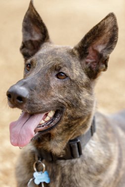3 yaşındaki Brindle Dutch Çoban Köpeği Kafa. Kuzey Kaliforniya 'daki tasmasız köpek parkı..