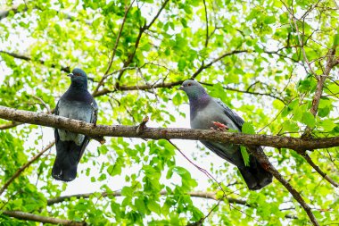 yeşil ağaç dalları üzerinde oturan iki güvercin