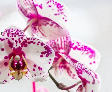 penceresinde orkide çiçekler açar. yakın çekim.