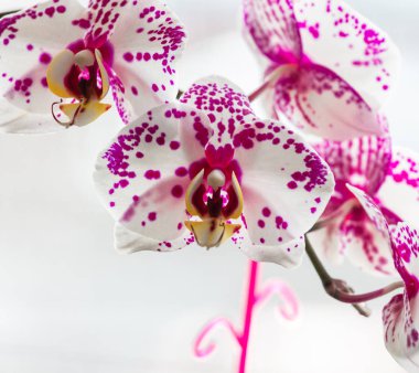 penceresinde orkide çiçekler açar. yakın çekim.