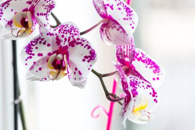 penceresinde orkide çiçekler açar. yakın çekim.