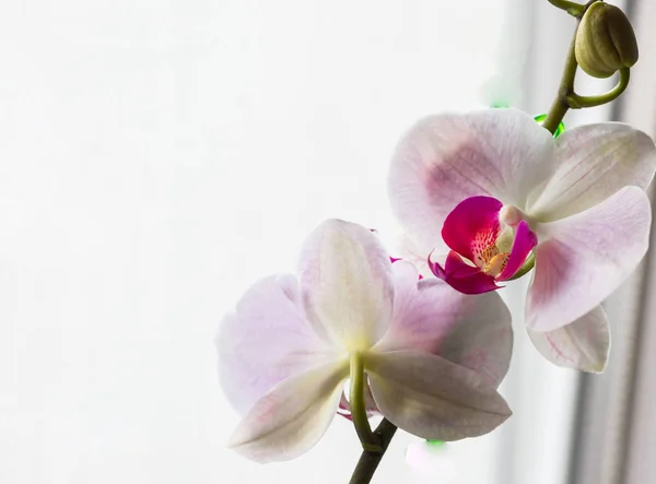 Orchid blommor blomma på fönster. närbild. — Stockfoto