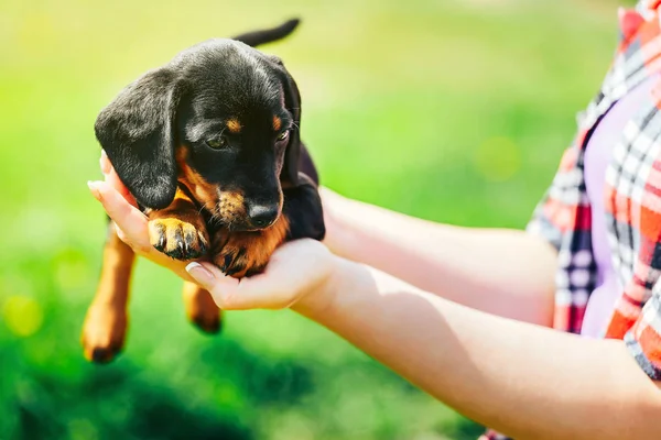 Ein kleiner schwarzer Hund liegt auf den Händen eines Mädchens. Weibliche Hände halten einen Dackelwelpen auf einem Hintergrund aus grünem Gras — Stockfoto