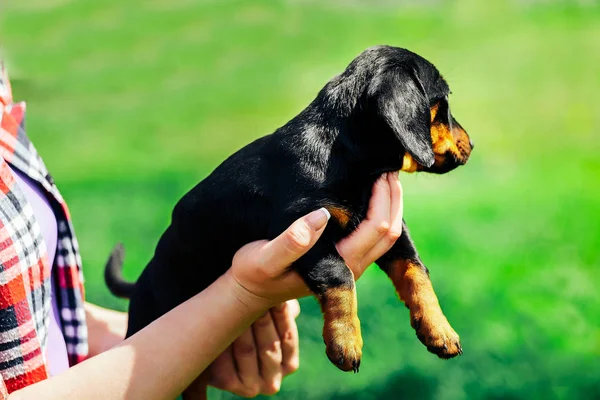 Ein kleiner schwarzer Hund liegt auf den Händen eines Mädchens. Weibliche Hände halten einen Dackelwelpen auf einem Hintergrund aus grünem Gras — Stockfoto