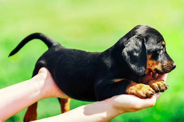 A small black dog lies on the hands of a girl. Female hands holding a dachshund puppy on a background of green grass — Stock Photo, Image
