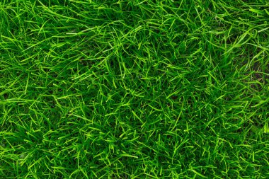 yeşil çim arka plan. Taze yeşil çim close-up. Yazıtlar için arka plan.