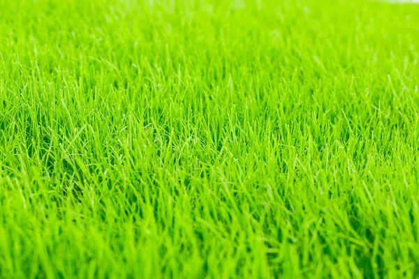 緑の草の背景。新鮮な緑の芝生のクローズ アップ。銘刻文字の背景. — ストック写真